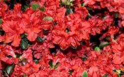 Stewartstonian Azalea - 1 Gallon Pot -Garden Plants Shop azalea stewartstonian 4