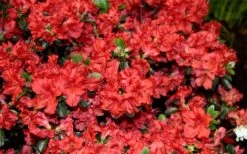 Stewartstonian Azalea - 1 Gallon Pot -Garden Plants Shop azalea stewartstonian 6