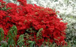 Stewartstonian Azalea - 1 Gallon Pot -Garden Plants Shop azalea stewartstonian 7