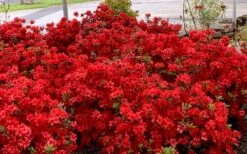 Stewartstonian Azalea - 1 Gallon Pot -Garden Plants Shop azalea stewartstonian 8
