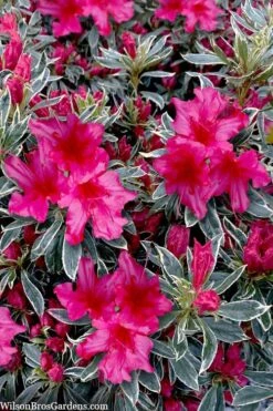 The Robe Azalea - 3 Gallon Pot -Garden Plants Shop azalea the robe 3