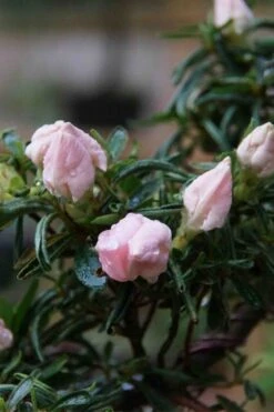 Tsuki No Shimo Satsuki Azalea - 1 Gallon Pot -Garden Plants Shop azalea tsuki no shimo 2