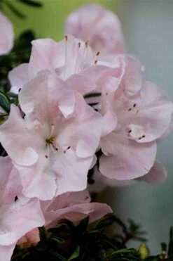 Tsuki No Shimo Satsuki Azalea - 1 Gallon Pot -Garden Plants Shop azalea tsuki no shimo 3