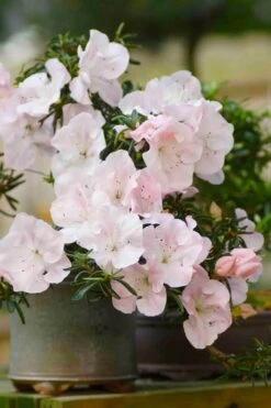 Tsuki No Shimo Satsuki Azalea - 1 Gallon Pot -Garden Plants Shop azalea tsuki no shimo 6