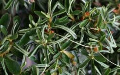 Tsuki No Shimo Satsuki Azalea - 1 Gallon Pot -Garden Plants Shop azalea tsuki no shimo 7