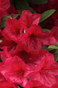 Vivid Azalea - 1 Gallon Pot -Garden Plants Shop azalea vivid red 2