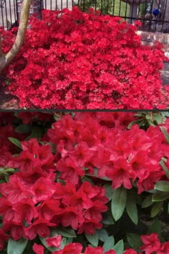 Vivid Azalea - 1 Gallon Pot -Garden Plants Shop azalea vivid red 4