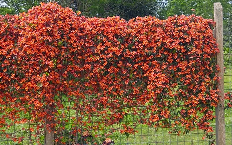 Tangerine Beauty Crossvine Bignonia - 5 Gallon Pot 10 Tangerine Beauty Crossvine Bignonia - 5 Gallon Pot - Image 8