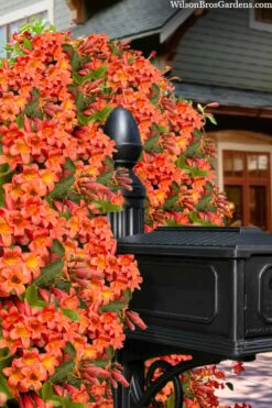 Tangerine Beauty Crossvine Bignonia - 6 Pack Of 1 Gallon Pots -Garden Plants Shop bignonia capreolata tangerine beauty crossvine 103