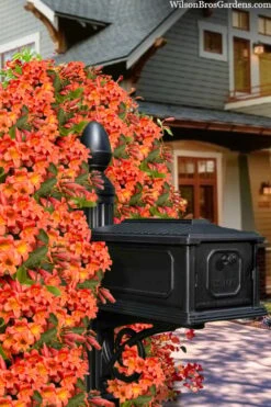 Tangerine Beauty Crossvine Bignonia - 5 Gallon Pot 20 Tangerine Beauty Crossvine Bignonia - 5 Gallon Pot -Garden Plants Shop bignonia capreolata tangerine beauty crossvine 105