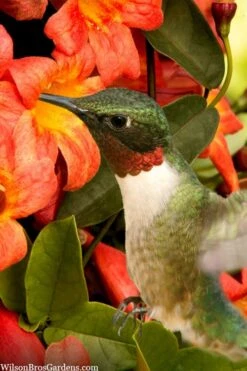 Tangerine Beauty Crossvine Bignonia - 5 Gallon Pot 17 Tangerine Beauty Crossvine Bignonia - 5 Gallon Pot -Garden Plants Shop bignonia capreolata tangerine beauty crossvine 111 1