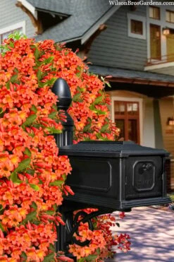 Tangerine Beauty Crossvine Bignonia - 5 Gallon Pot