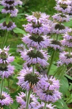 Downy Pagoda Plant (Blephilia Ciliata) - 1 Gallon Pot -Garden Plants Shop blephilia ciliata downy pagoda wood mint 4