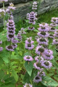 Downy Pagoda Plant (Blephilia Ciliata) - 1 Gallon Pot -Garden Plants Shop blephilia ciliata downy pagoda wood mint 5