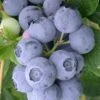 Northern Highbush Blueberry (Vaccinum Corymbosum) - 6 Pack Of 1 Gallon Pots -Garden Plants Shop blueberry northern highbush 3 800x500 1