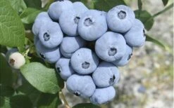 Northern Highbush Blueberry (Vaccinum Corymbosum) - 1 Gallon Pot 11 Northern Highbush Blueberry (Vaccinum Corymbosum) - 1 Gallon Pot -Garden Plants Shop blueberry northern20highbush 3 800x500 2