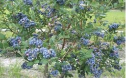Northern Highbush Blueberry (Vaccinum Corymbosum) - 6 Pack Of 1 Gallon Pots -Garden Plants Shop blueberry northern20highbush 800x500 1