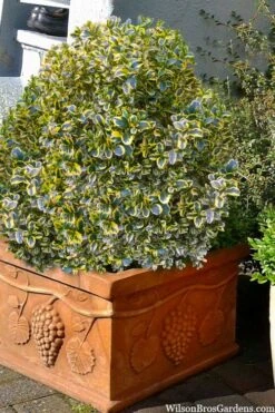 Sunburst Variegated Korean Boxwood - 1 Gallon Pot -Garden Plants Shop boxwood sunburst golden 11