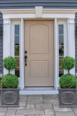 Common Boxwood 2-Ball Poodle Tier Topiary (Buxus Sempervirens) - 3 Gallon Pot (Short) 9 Common Boxwood 2-Ball Poodle Tier Topiary (Buxus Sempervirens) - 3 Gallon Pot (Short) -Garden Plants Shop boxwood two ball poodle tier 2