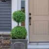 Common Boxwood 2-Ball Poodle Tier Topiary (Buxus Sempervirens) - 3 Gallon Pot (Short) -Garden Plants Shop boxwood two ball poodle tier 3