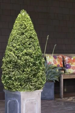 Variegated Boxwood (Buxus Sempervirens 'Aureovariegata') - 2 Gallon Pot - SALE -Garden Plants Shop boxwood variegated cone 2 2