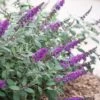 Lo & Behold Blue Chip Junior Butterfly Bush - 3 Gallon Pot
