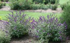 Lo & Behold Blue Chip Junior Butterfly Bush - 3 Gallon Pot -Garden Plants Shop buddleia blue chip junior butterfly bush 2 1