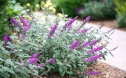 Lo & Behold Blue Chip Junior Butterfly Bush - 5 Pack Of Quart Pots -Garden Plants Shop buddleia blue chip junior butterfly bush 7