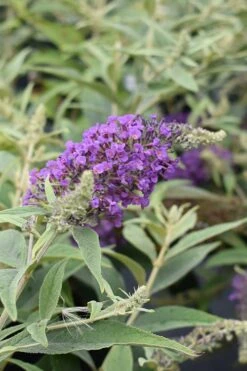 Lo & Behold Blue Chip Junior Butterfly Bush - 3 Gallon Pot -Garden Plants Shop buddleia blue chip junior butterfly bush 8 1