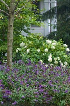 Lo & Behold Blue Chip Junior Butterfly Bush - 5 Pack Of Quart Pots -Garden Plants Shop buddleia blue chip junior butterfly bush 9