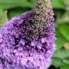 Pugster Amethyst Butterfly Bush - 3 Gallon Pot