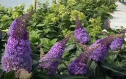 Pugster Amethyst Butterfly Bush - 3 Gallon Pot -Garden Plants Shop buddleia pugster amethyst butterfly bush 7