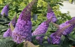 Pugster Amethyst Butterfly Bush - 3 Gallon Pot -Garden Plants Shop buddleia pugster amethyst butterfly bush 8
