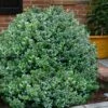 Gordo Boxwood - 5 Pack Of Quart Pots -Garden Plants Shop buxus gordo boxwood 1