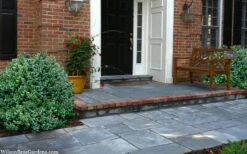 Gordo Boxwood - 5 Pack Of Quart Pots -Garden Plants Shop buxus gordo boxwood 2