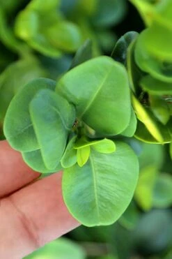 Gordo Boxwood - 6 Pack Of 1 Gallon Pots -Garden Plants Shop buxus gordo boxwood 3 1