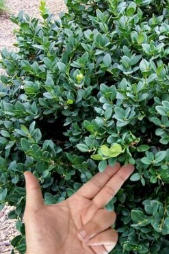 Gordo Boxwood - 6 Pack Of 1 Gallon Pots -Garden Plants Shop buxus gordo boxwood 4 1