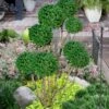 Green Mountain Boxwood Pom Pom Topiary - 7 Gallon Pot 1 Green Mountain Boxwood Pom Pom Topiary - 7 Gallon Pot -Garden Plants Shop buxus green mountain boxwood pom pom topiary 2