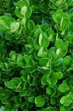 Richard Boxwood (Buxus Harlandii) - 3 Gallon Pot -Garden Plants Shop buxus harlandii richard dwarf boxwood 2