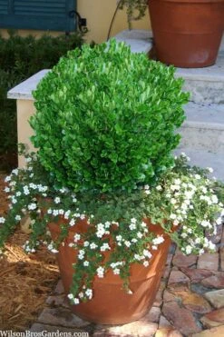Richard Boxwood (Buxus Harlandii) - 3 Gallon Pot -Garden Plants Shop buxus harlandii richard dwarf boxwood 4