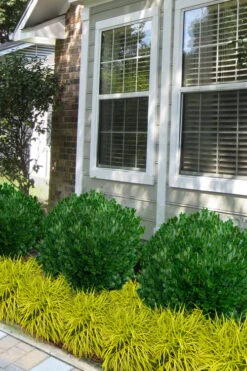 Richard Boxwood (Buxus Harlandii) - 3 Gallon Pot -Garden Plants Shop buxus harlandii richard dwarf boxwood 5