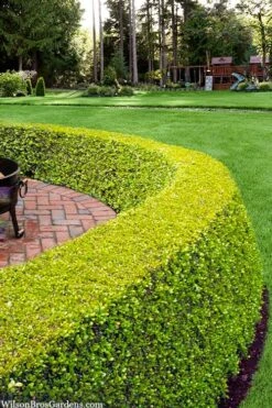 Golden Triumph Variegated Dwarf Boxwood - 3 Gallon Pot -Garden Plants Shop buxus microphylla golden triumph boxwood hedge 2 1