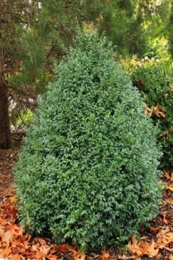 John Baldwin Boxwood - 1 Gallon Pot 13 John Baldwin Boxwood - 1 Gallon Pot -Garden Plants Shop buxus microphylla john baldwin boxwood 6