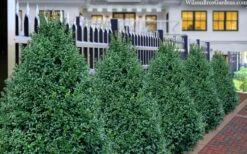 John Baldwin Boxwood - 1 Gallon Pot 11 John Baldwin Boxwood - 1 Gallon Pot -Garden Plants Shop buxus microphylla john baldwin boxwood 8