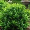Little Missy Dwarf Boxwood - 1 Gallon Pot -Garden Plants Shop buxus microphylla little missy dwarf boxwood 1 1