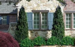 Arctic Emerald Columnar Boxwood - 1 Gallon Pot -Garden Plants Shop buxus sempervirens arctic emerald boxwood 103