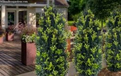 Arctic Emerald Columnar Boxwood - 1 Gallon Pot -Garden Plants Shop buxus sempervirens arctic emerald boxwood 105