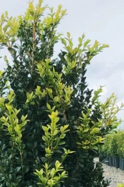 Arctic Emerald Columnar Boxwood - 1 Gallon Pot -Garden Plants Shop buxus sempervirens arctic emerald boxwood 12