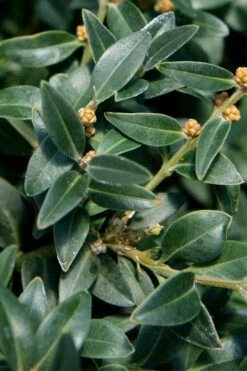 Arctic Emerald Columnar Boxwood - 1 Gallon Pot -Garden Plants Shop buxus sempervirens arctic emerald boxwood 16