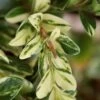 Golden Weeping Boxwood (Buxus Sempervirens 'Aurea Pendula') - 1 Gallon Pot -Garden Plants Shop buxus sempervirens aurea pendula variegated weeping boxwood 5